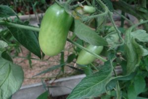 Περιγραφή της ποικιλίας ντομάτας Χαβάης πούρο και η απόδοσή της