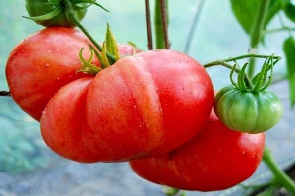 Tomaten Riesenrosa