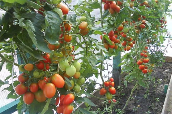 Descripción de la variedad de tomate Grozdeva y sus características.