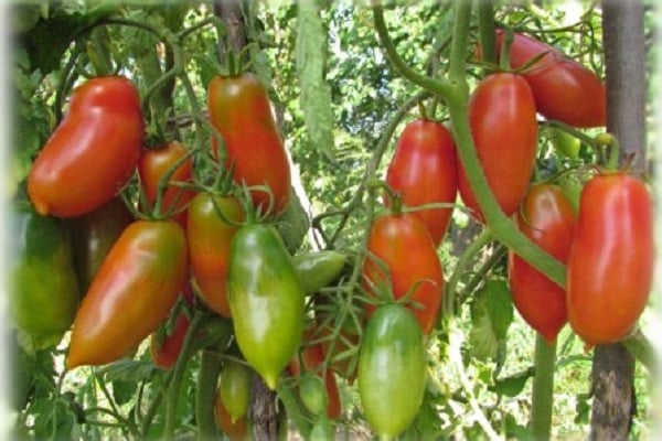 bunchy tomaatti