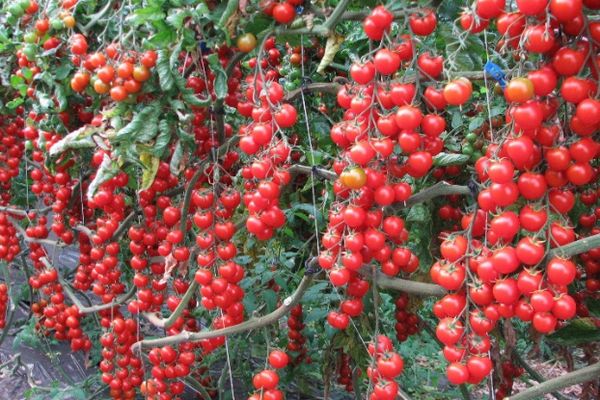 Híbridos de tomate