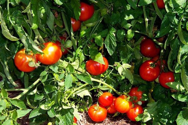 Tomato bushes