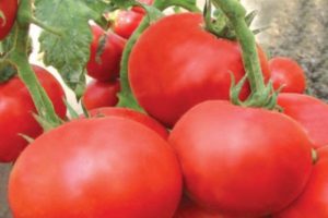Description of June tomato variety and its characteristics