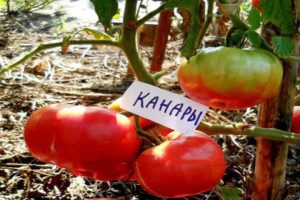 Beskrivelse af den kanariske tomatsort, dyrkning og egenskaber