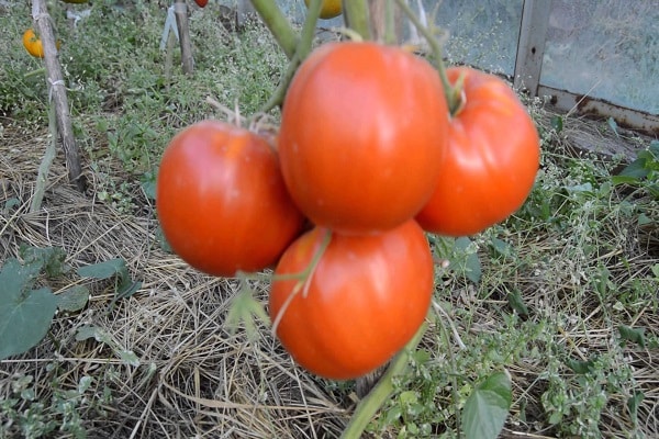 grootvruchtige tomaat