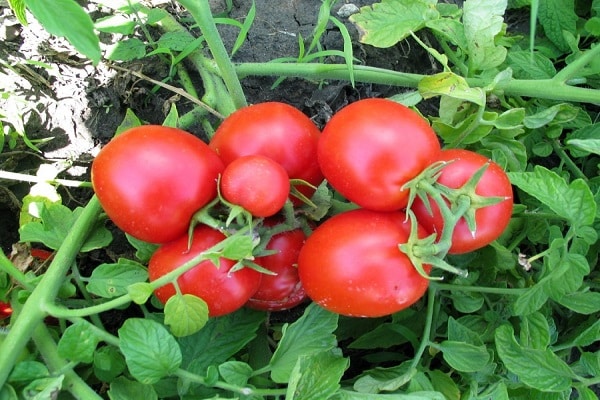 paradajkový namib