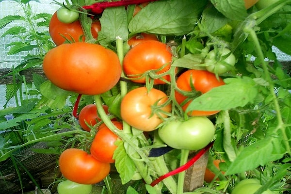 tomate lisa