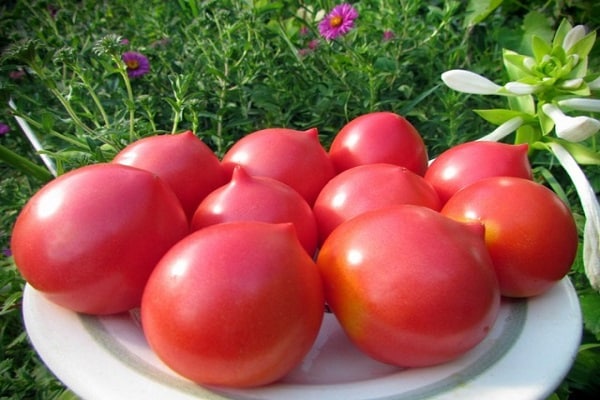 pomidorų Elžbieta