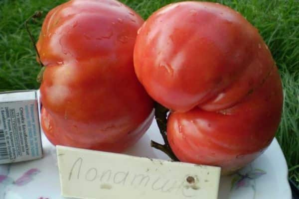 Suuret tomaatit
