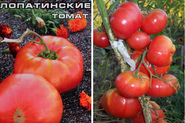 Hybridi tomaatti