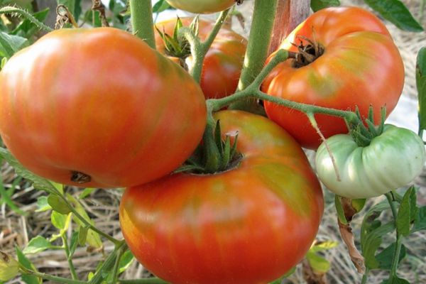 Tomaten in de kas
