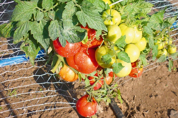 tomaatti Moskovan alueelta