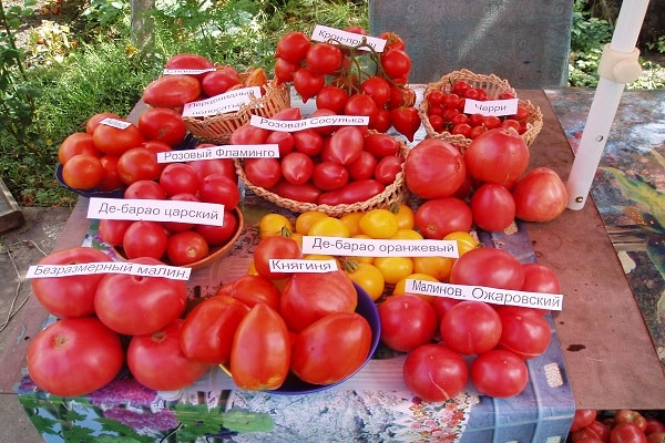 aantal tomaten