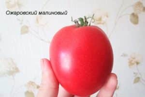 A Raspberry Ozharovsky paradicsomfajta leírása, hozam és gondozás