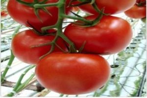 Egenskaper av tomatsorten Melody F1 och dess utbyte