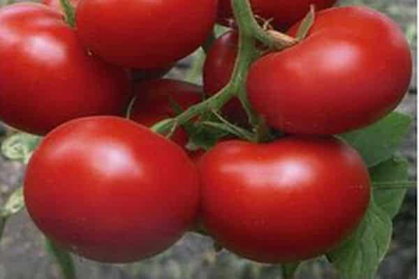 tomaten melodie