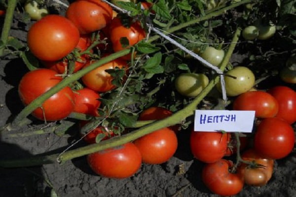 neptun de tomate
