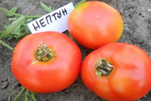 Descripción de la variedad de tomate Neptune y sus características