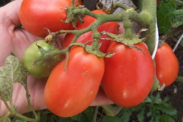 Hybride Tomate