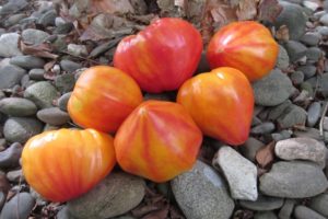 Beskrivelse af tomatsorten Orange Russian og dens egenskaber