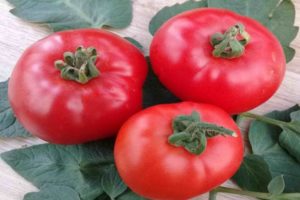 Descrizione della varietà di pomodoro Parodist, caratteristiche di coltivazione