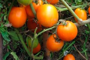 Pomidorų veislės „Fairy Gift“ aprašymas ir jos savybės