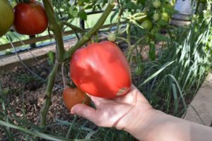 Descrizione della varietà di pomodoro Flaming Heart, caratteristiche e coltivazione