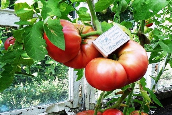 tomate romero