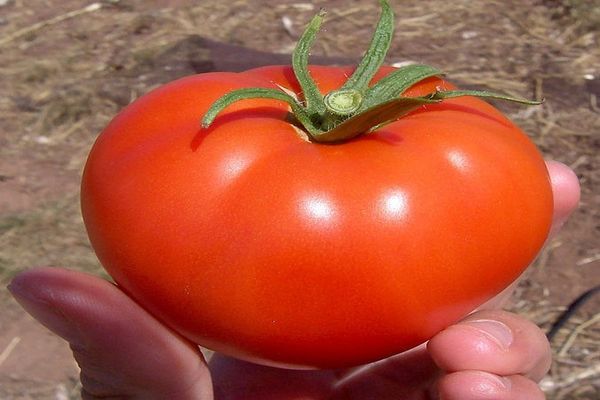 stādot tomātus