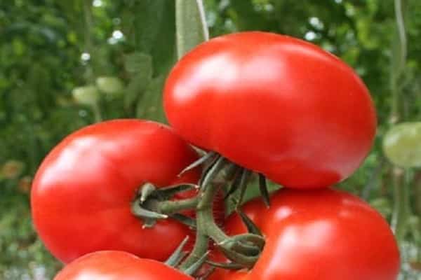 Tomatensorten