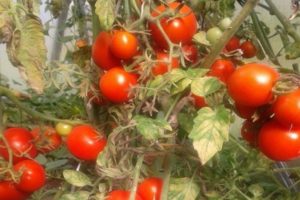 Pomidorų veislės Sonata NK F1 aprašymas, jo savybės ir derlius