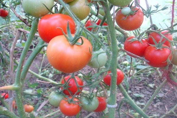 tomaat taimyr