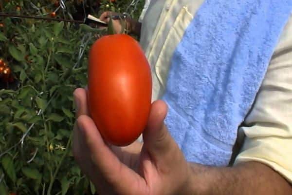 Dojrzały pomidor