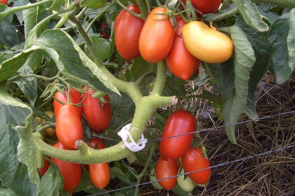 Audzē tomātus