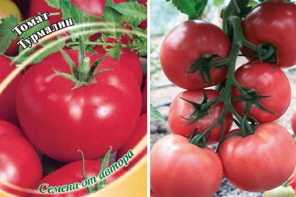 Turmalino pomidorai