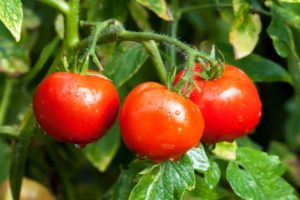 Descrizione e caratteristiche della varietà di pomodoro Fedeltà, recensioni e resa