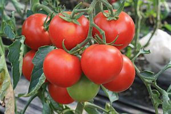 tomaten in de tuin