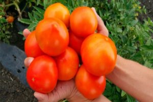 Description de la variété de tomates Vrais amis, avis et rendement