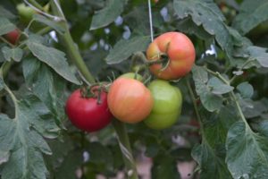 Description of the tomato variety Spring of the North, its cultivation and yield