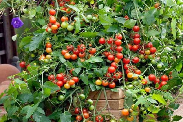 tomaat waterval
