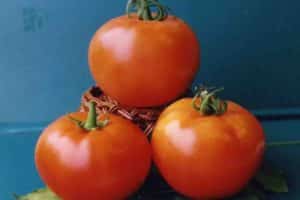 Pomidorų veislių „Vologda F1“ auginimo ypatybės ir jos aprašymas