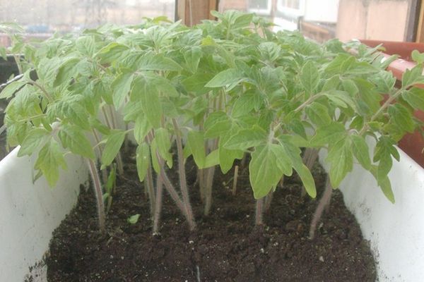 Plantor tomat