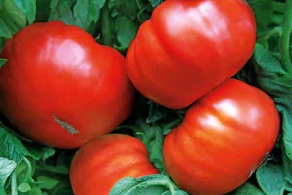 Stora fruktade tomater