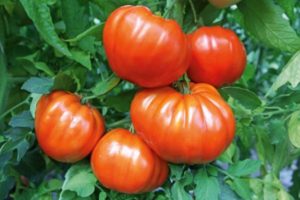 Descripción del tomate Leader f1, características de la variedad y cultivo.