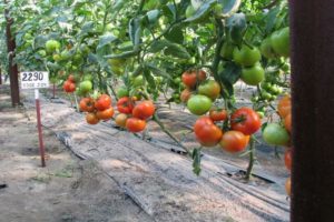 Descripción de la variedad de tomate Jadwiga, sus características y cultivo.