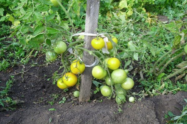 Tomatbuske