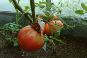 Descripción de la variedad de tomate Yasha Yugoslavsky, características del cuidado de las plantas.