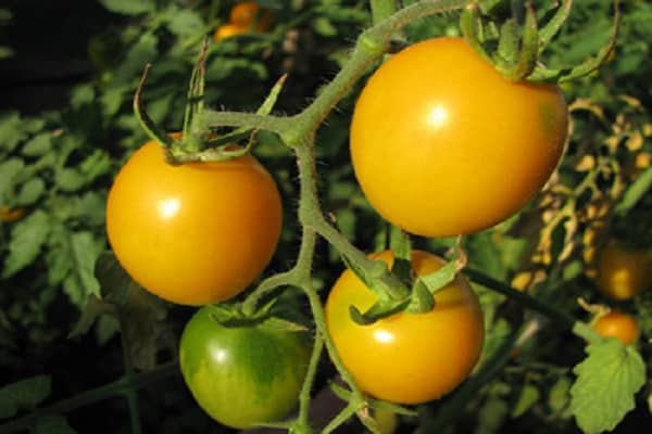 skoré paradajka