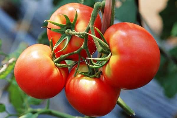 paradajz dar Volge