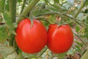Tomaattilajikkeen kuvaus Menestys, ominaisuudet ja suositukset kasvattamiseksi